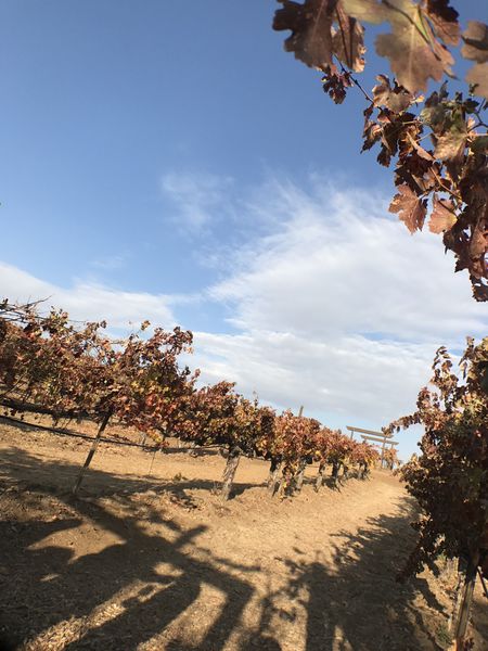【美國 Temecula酒莊之旅】Thornton Winery、Wilson Creek Winery、Mount Palomar Winery @貝大小姐與瑞餚姐の囂脂私蜜話