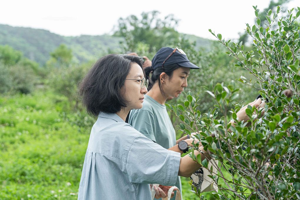 【 朝陽早秋一日散策】全國金牌農村-南澳朝陽社區、契作苦茶園採果體驗、朝陽步道、感受山海療癒土地美好！ @貝大小姐與瑞餚姐の囂脂私蜜話