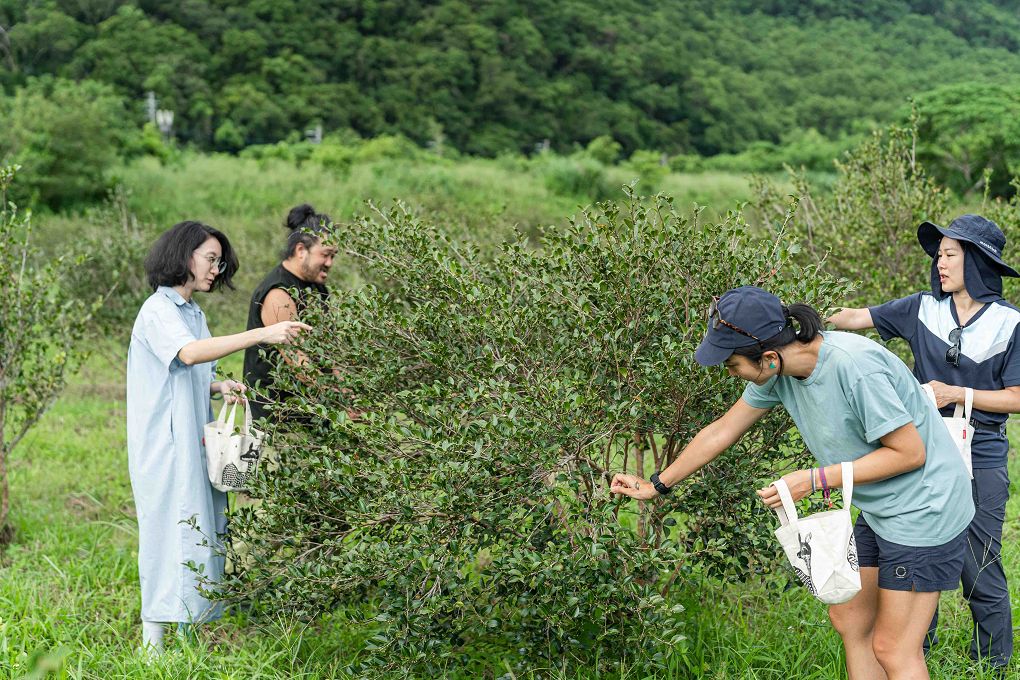 【 朝陽早秋一日散策】全國金牌農村-南澳朝陽社區、契作苦茶園採果體驗、朝陽步道、感受山海療癒土地美好！ @貝大小姐與瑞餚姐の囂脂私蜜話